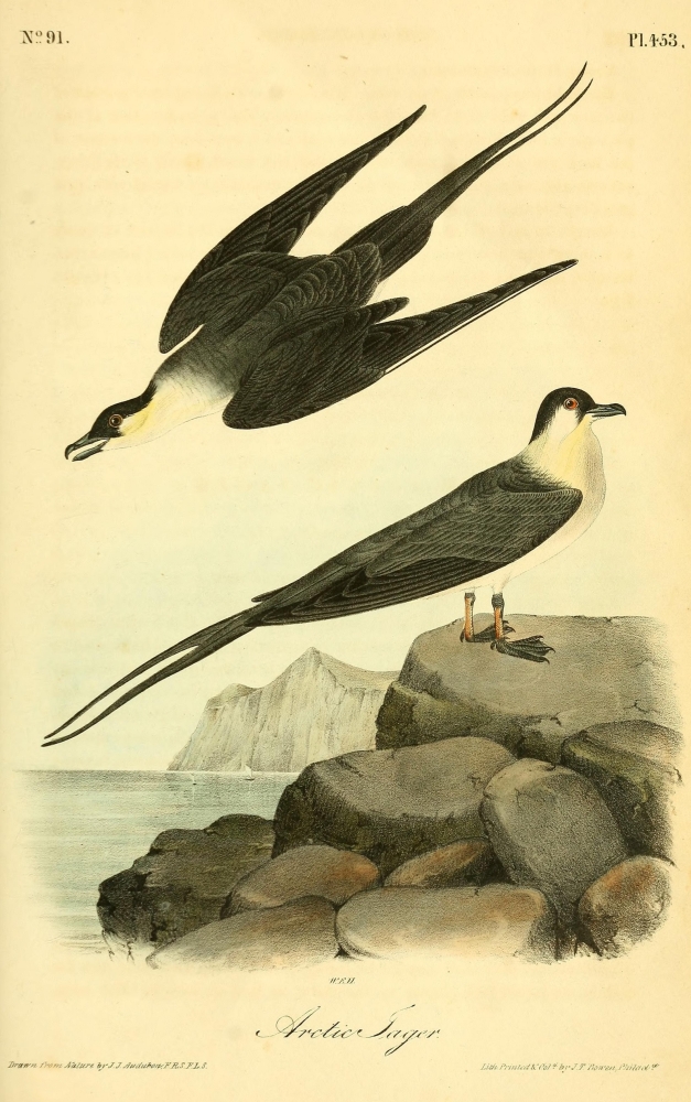 Birds Of America 18