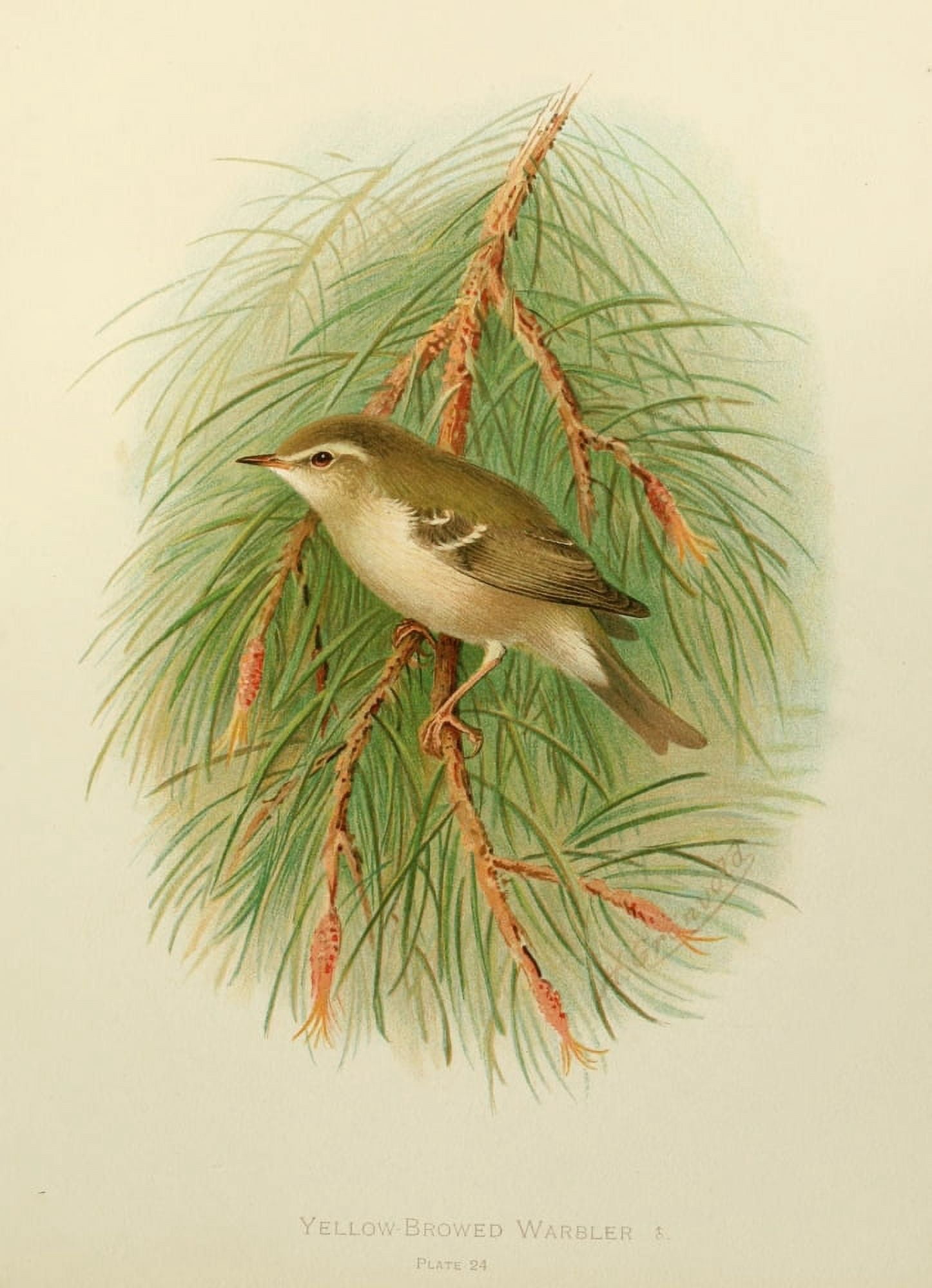 Birds Of Britain &