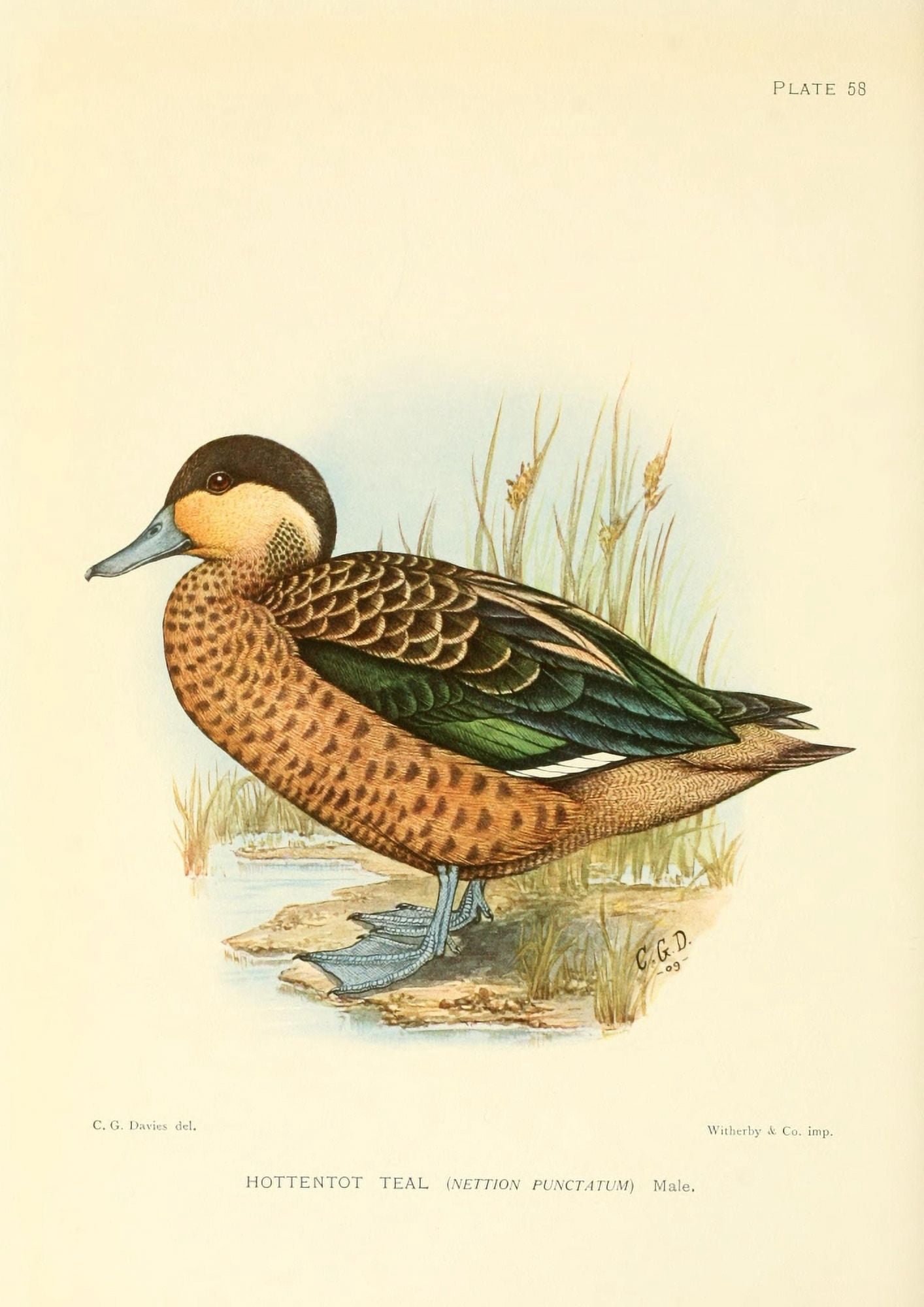 Game-birds Of South