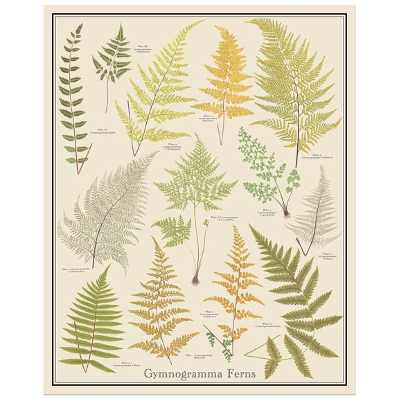 Gynogramma Ferns Botanical Chart, Plant Identification Poster, Unframed Paper Poster 8x10in