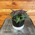 thumbnail image 1 of Gynura Aurantiaca Purple Velvet, 4" Plant, The Plant Farm, 1 of 4