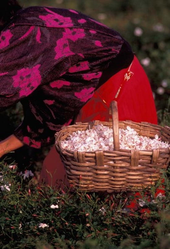 Gypsies Pick Jasmine Flowers Grasse France Canvas Art - Nik Wheeler DanitaDelimont (24 x 35)