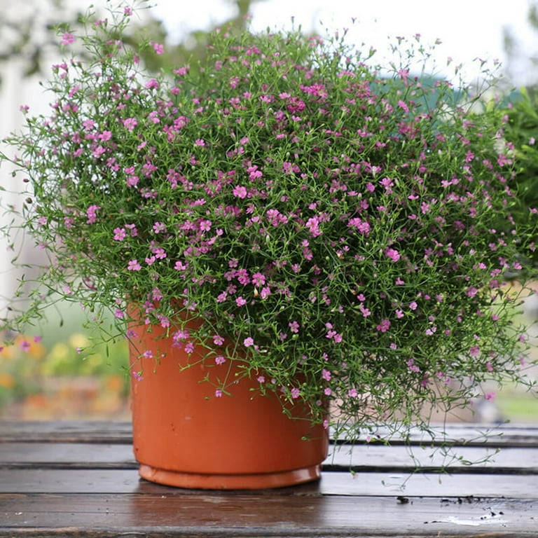 Gypsophila Gypsy Deep Rose Seed - Walmart.com