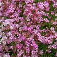 thumbnail image 1 of Gypsophila Seed - Baby's Breath Crimson Flower Seeds - 10000 Seeds, 1 of 1