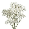 thumbnail image 1 of Gypsophila, Xlence 10 Bunches of White Baby's Breath Farm Direct Fresh Cut Flowers by Bloomingmore, 1 of 5
