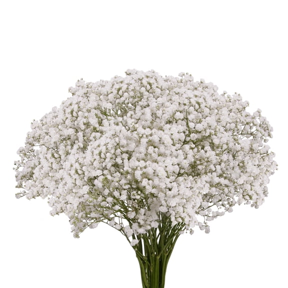 Gypsophila, Xlence 10 Bunches of White Baby's Breath Farm Direct Fresh Cut Flowers by Bloomingmore