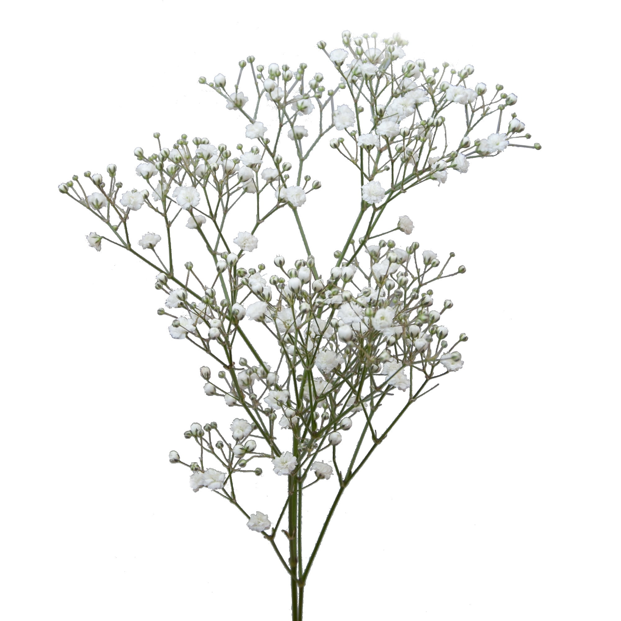 Bloomingmore Mirabella 5 Bunches White Baby's Breath, Farm Direct Fresh Cut Flowers