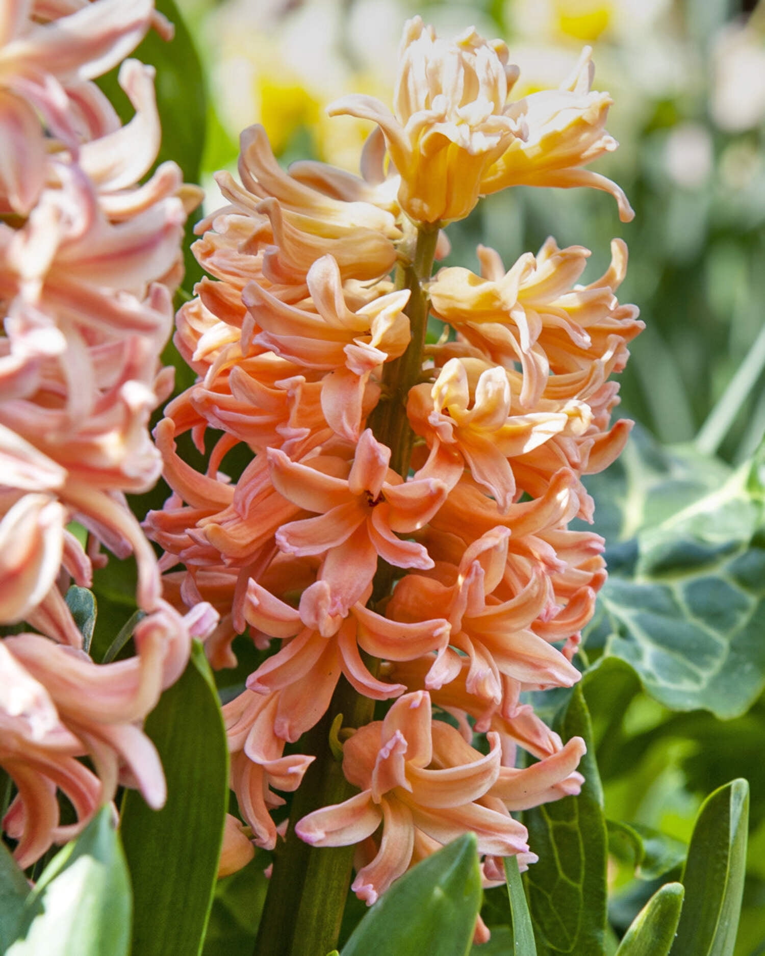 Gypsy Queen Hyacinth 10 bulbs