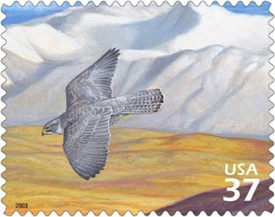 Gyrfalcon Canvas Art - US POSTAL SERVICE (24 x 30)
