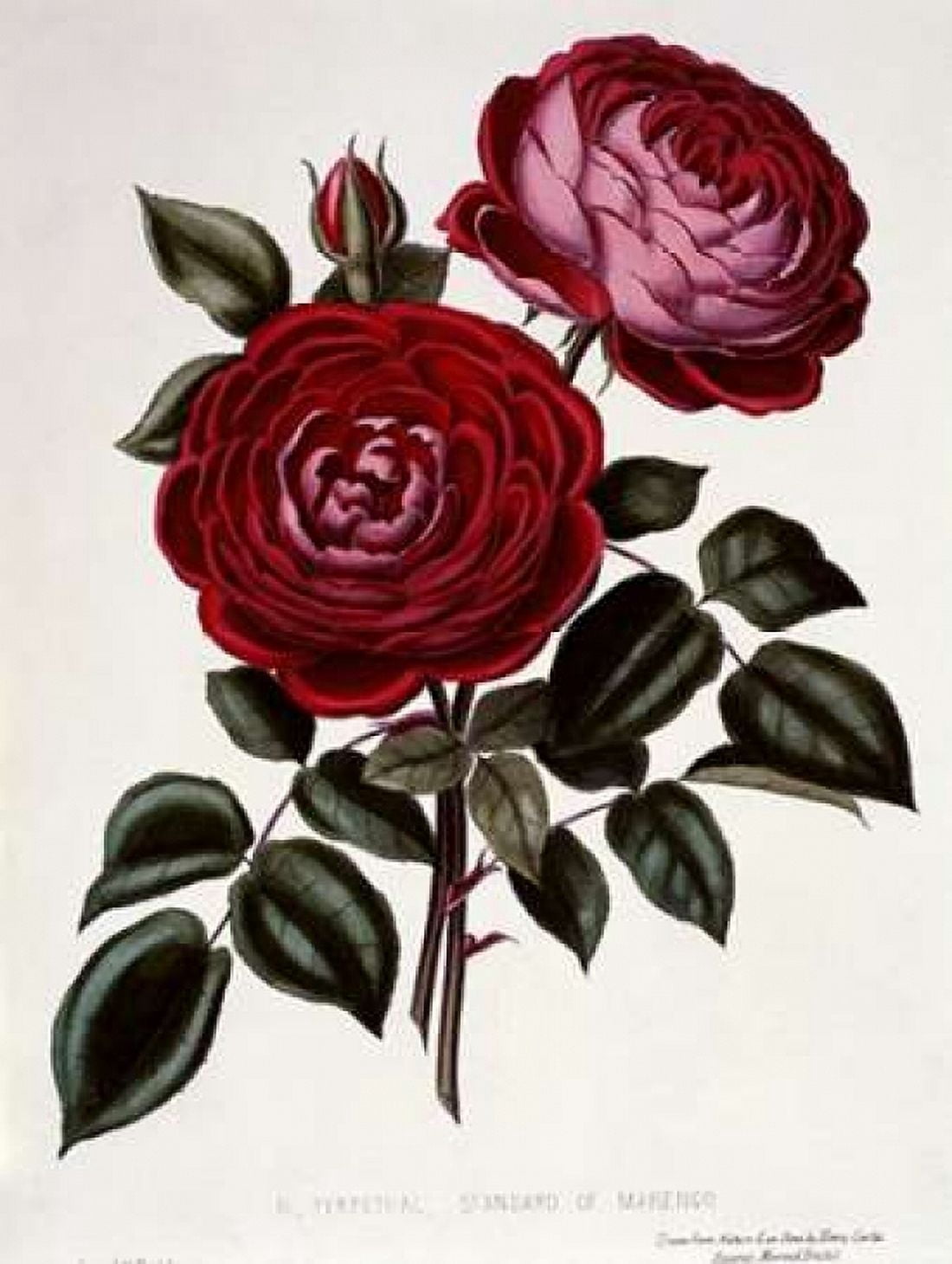 H Perpetual Standard of Marengo Canvas Art - Henry Curtis (18 x 24)