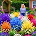 thumbnail image 1 of H-osta-Borders and Containers-Easy Grow-Low Maintenance-Ideal for Beds Borders, Plant Pots & Planters, 1 of 4