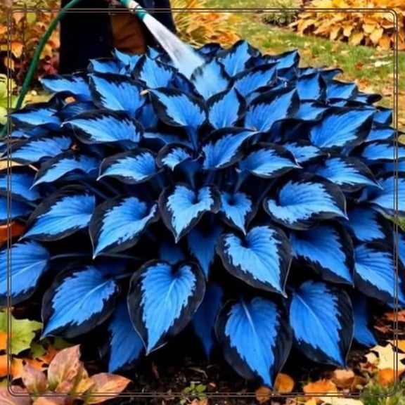 ~H-osta,Low Maintenance- Balcony Garden Decoration, Ideal for Beds Borders, Plant Pots & Planters`