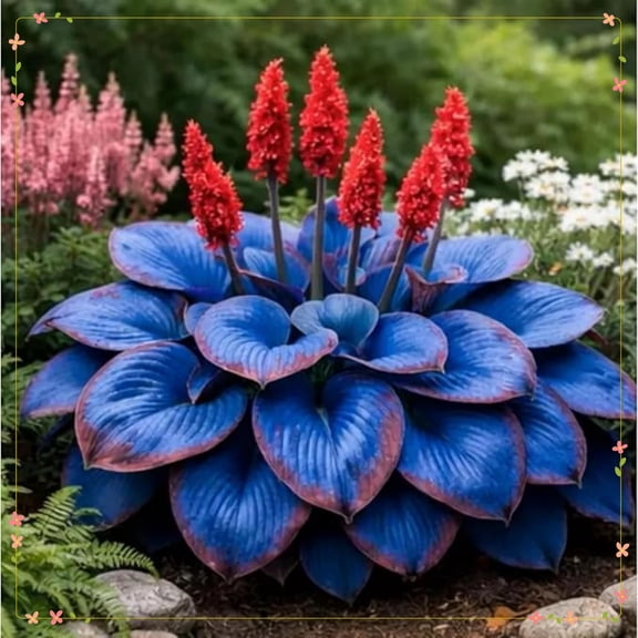 ~H-osta,Low Maintenance-Garden Decoration, Ideal for Beds Borders, Plant Pots & Planters`