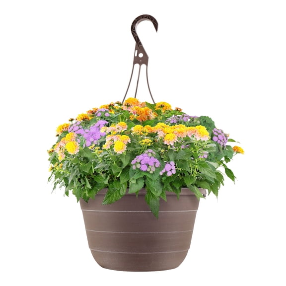 Better Homes & Gardens 24" Ageratum Lantana Combo Live Plants in 7" Hanging Basket
