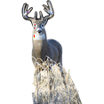 thumbnail image 1 of H13186 White Tail Buck Deer, 1 of 1