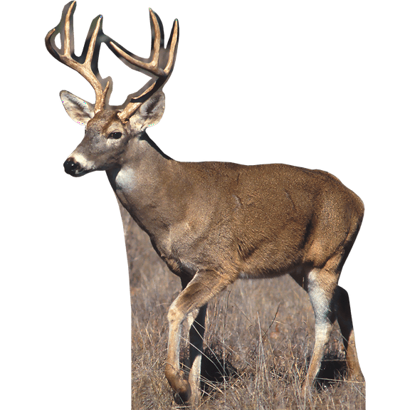 H13187 White Tail Buck Deer 2