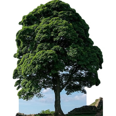 H13566 Hadrian’s Wall Sycamore Gap Tree Robin Hood Tree England Roman Empire Cardboard Cutout Standee Standup