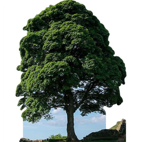 H13566 Hadrians Wall Sycamore Gap Tree Robin Hood Tree England Roman Empire Cardboard Cutout Standee Standup