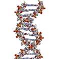 thumbnail image 1 of H88003 DNA, 1 of 1