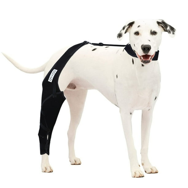 Patella knee brace for dogs online