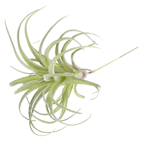 HAKIDZEL 1Pc Simulated Flower Bouquet Faux Bromeliad Flock Material Wedding