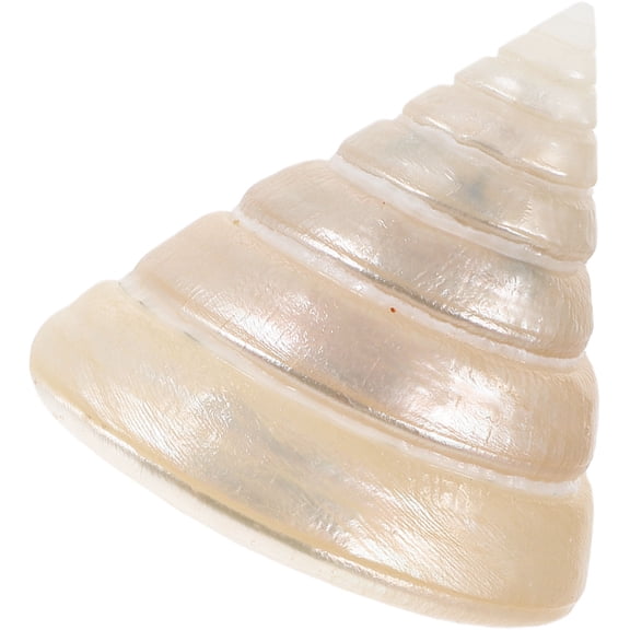 HAMPPLIES 1Set Wedding Conch Decor Fluorescent Color Natural Decoration For Home Decor And present Giving