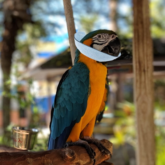HAMPPLIES Sky Protective Collar for Parrots, Anti-Bite Neck Band for Safe and Comfortable Use