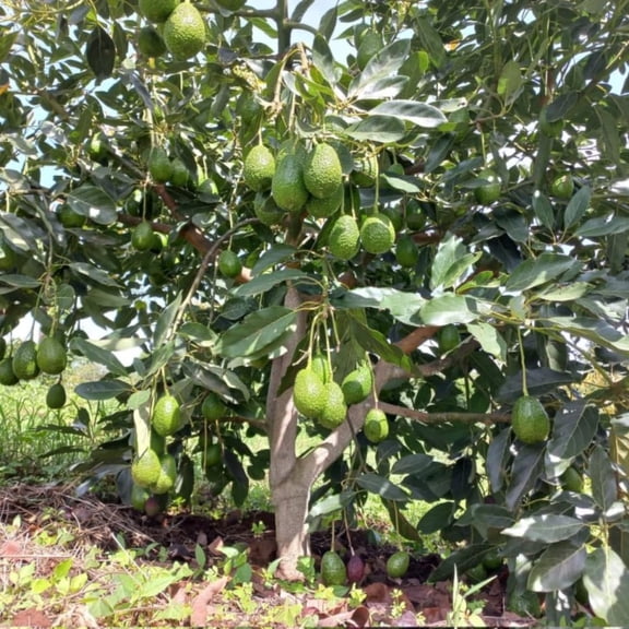 HASS Avocado Tree Live Plant Seedling, 1 Year Old Well Rooted HASS Avocado Tree in 4 Inc Pot for Planting, Live Avocado Plant, Green