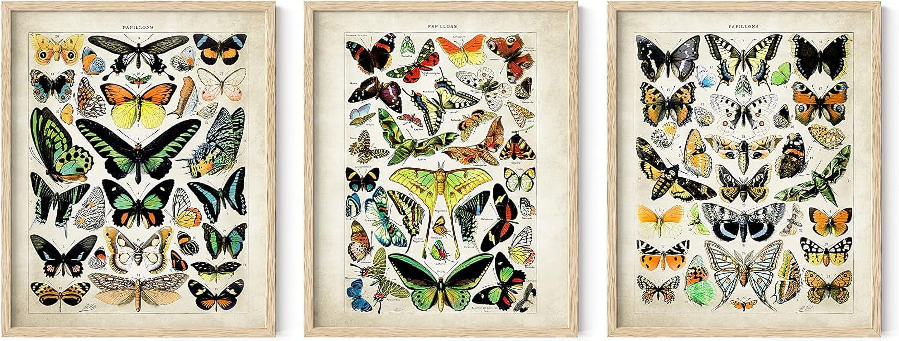 Vintage Butterfly Photography Poster Set with Black Frames