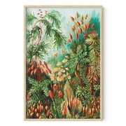 HAUS AND HUES Ernst Haeckel Poster & Vintage Botanical Prints - Vintage Flower Poster & Plant Poster, Vintage Wall Art Cottagecore Poster Ernst Haeckel Art Print Bush (Framed Beige, 24x36)