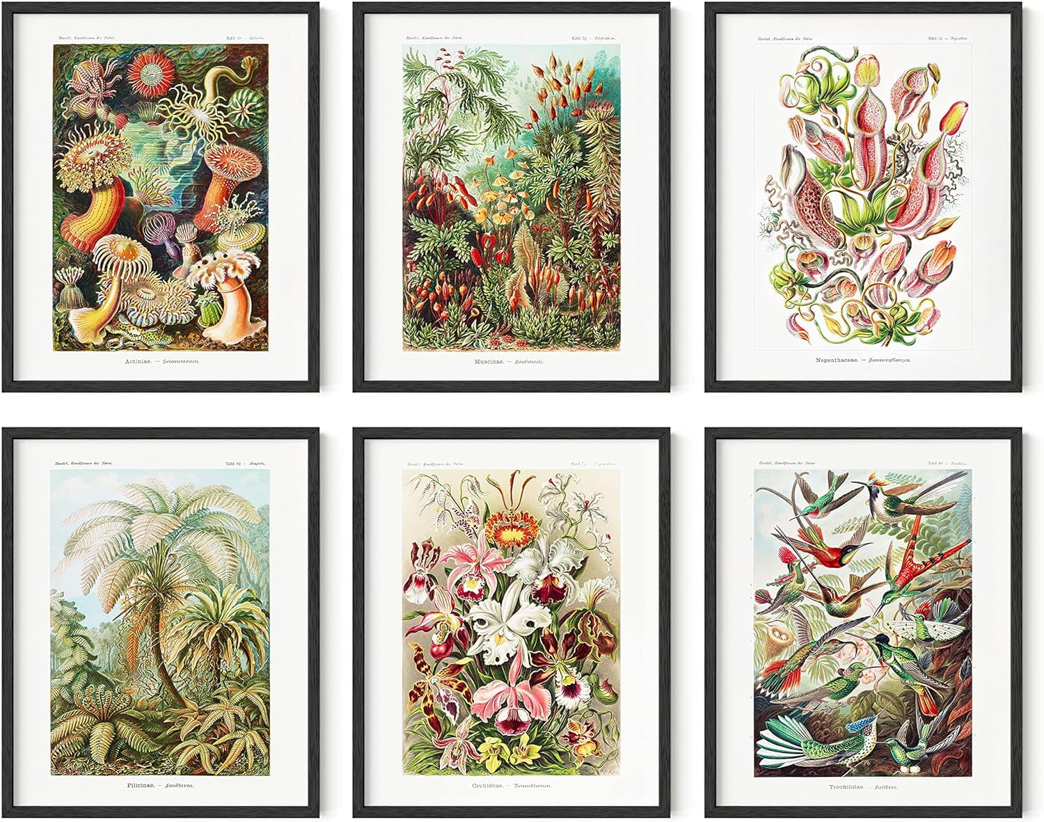 Ernst Haeckel 8" x 10" Vintage Botanical Art Prints Set