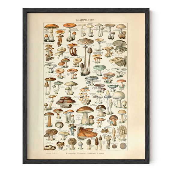HAUS AND HUES Vintage Adolphe Poster & Chart - Adolphe Millot Poster Cottagecore Wall Decor | Adolphe Millot Print & Plant Poster Vintage Botanical Prints & Botanical Poster (16x20, Black Framed)