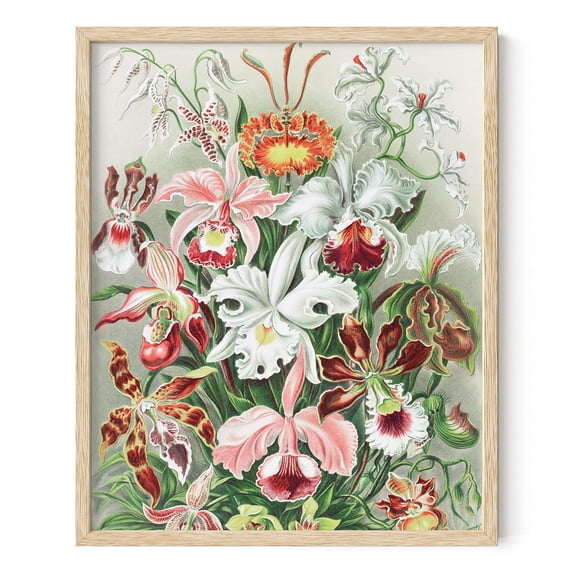 HAUS AND HUES Vintage Flower Poster & Botanical Wall Art - Haeckel Vintage Botanical Prints & Floral Posters Vintage Floral Prints Plant Poster Ernst Haeckel Art Print Flowers (Framed Beige, 16x20)