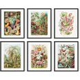 thumbnail image 1 of HAUS AND HUES Haeckel Posters & Vintage Botanical Prints - Set of 6 Vintage Plant Poster Wildflower Prints & Vintage Nature Prints | Flower Posters and Prints Botanical Print Set UNFRAMED (11"x14"), 1 of 6