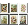thumbnail image 1 of HAUS AND HUES Haeckel Posters & Vintage Botanical Prints - Set of 6 Vintage Plant Poster Wildflower Prints & Vintage Nature Prints | Flower Posters and Prints Botanical Print Set (8x10 Black Framed), 1 of 6