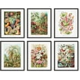 thumbnail image 1 of HAUS AND HUES Haeckel Posters & Vintage Botanical Prints - Set of 6 Vintage Plant Poster Wildflower Prints & Vintage Nature Prints, Flower Posters and Prints Botanical Print Set (16x20, Framed Black), 1 of 6