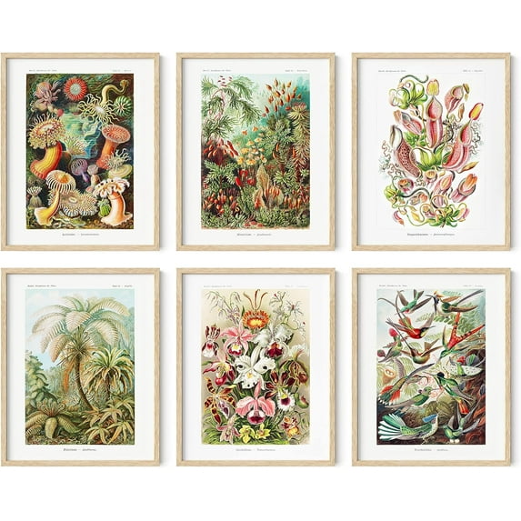 HAUS AND HUES Haeckel Posters & Vintage Botanical Prints - Set of 6 Vintage Plant Poster Wildflower Prints & Vintage Nature Prints | Flower Posters and Prints Botanical Print Set (11x14 Beige Framed)