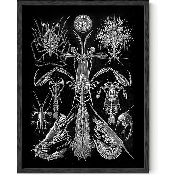 HAUS AND HUES Haeckel Prints Gothic Wall Art - Creepy Wall Art, Weird Art, Goth Wall Art, Gothic Bedroom Décor, Creepy Gifts Gothic Prints & Gothic Photo Creepy Room Décor (12x16, Framed Black)