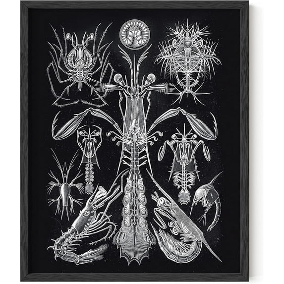 HAUS AND HUES Haeckel Prints Gothic Wall Art - Creepy Wall Art, Weird Art, Goth Wall Art, Gothic Bedroom Décor, Gothic Art, Creepy Gifts Gothic Prints, Creepy by Ernst Haeckel (Framed Black 16x20)