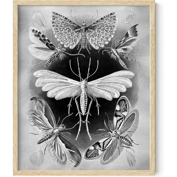 HAUS AND HUES Haeckel Prints Gothic Wall Decor - Goth Room Decor Aesthetic Witch Poster, Witch Art & Wiccan Wall Decorations, Creepy Drawings, Macabre Poster Gothic Posters BEIGE FRAMED 12"x16"