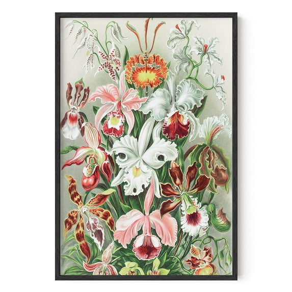 HAUS AND HUES Vintage Flower Poster & Botanical Wall Art - Haeckel Vintage Botanical Prints & Floral Posters Vintage Floral Prints Plant Poster Ernst Haeckel Art Print Flowers (Unframed, 24x36)