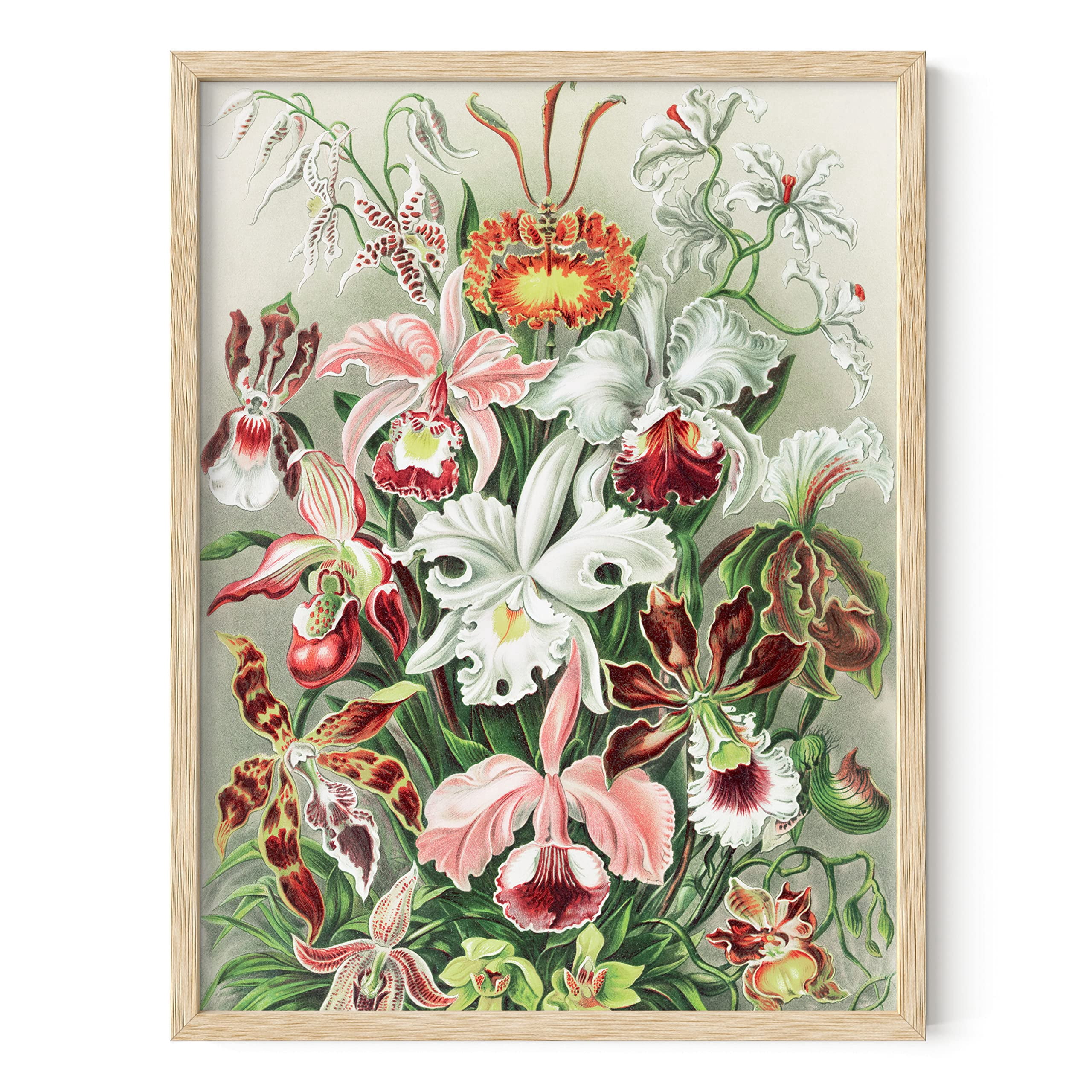 HAUS AND HUES Vintage Flower Poster Botanical Wall Art - Haeckel ...