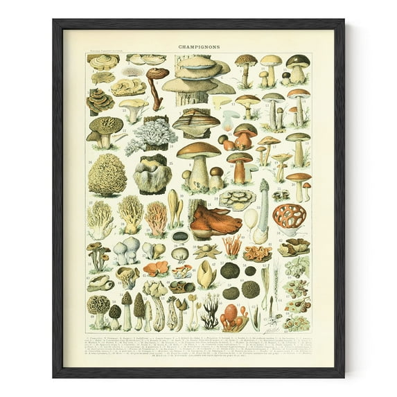 HAUS AND HUES Vintage Mushroom Posters & Mushroom Wall Art - Adolphe Millot Poster & Vintage Mushroom Print Botany Poster Cottagecore Plant Poster Adolphe Millot Art Print 1 (Framed Black, 16x20)