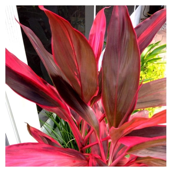 HAWAIIAN RED TI LEAF PLANT 2 LOGS ~ GROW HAWAII