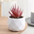 thumbnail image 1 of HCBY Mini Fake Plant in Pot 2.5"x3.5", Artificial Potted Succulents for Office Desk, Lifelike Faux Plant Decor, No Maintenance Small Plastic Home Gift, 1 of 6