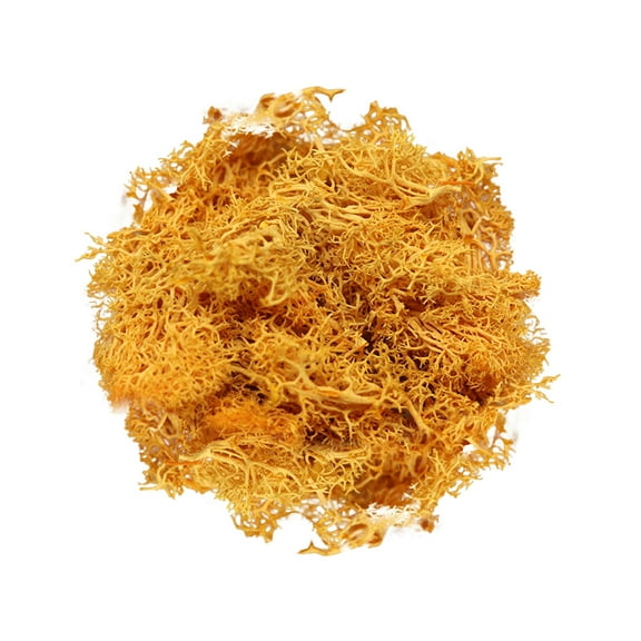 HCTSHG Fake Moss Preserved Reindeer Moss 10g for Potted Plants, Arts and Crafts, Terrariums, Wall Decor, Centerpieces, Fairy Gardens, Wedding, Floral Project