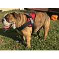 thumbnail image 1 of HDP Big Dog Soft No Pull Harness Size:Large Color:Black, 1 of 4