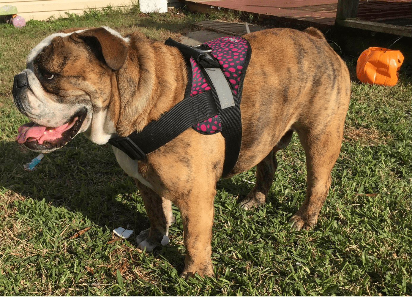 HDP Big Dog Soft No Pull Harness Size:Large Color:Dotty Pink