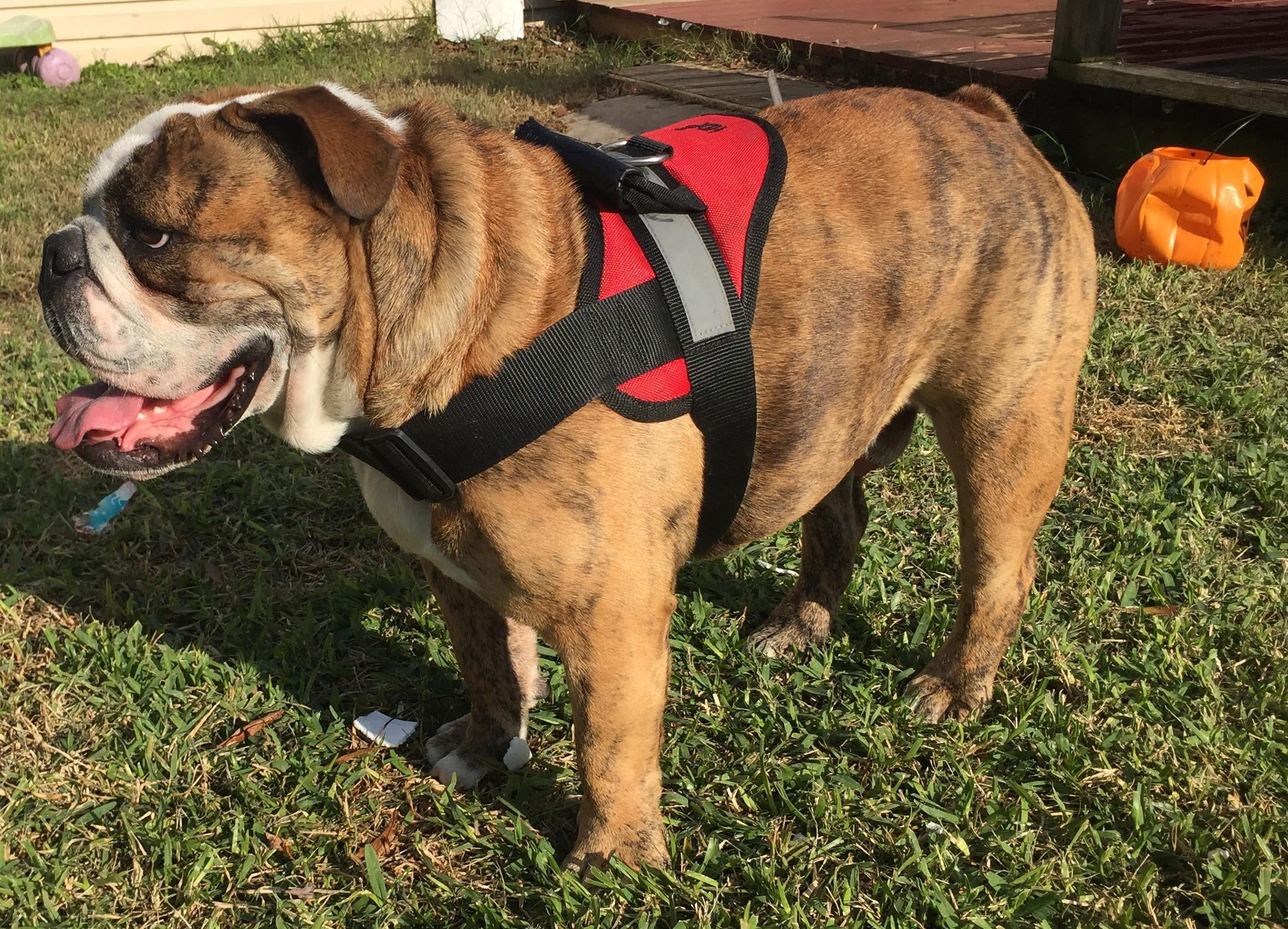 HDP Big Soft Polyester No Pull Dog Harness, Black, XXL (40" to 48" Chest Size)