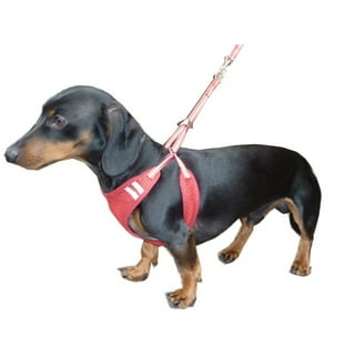 No jump harness walmart online
